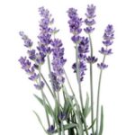 Sumérgete en un mundo de paz y tranquilidad con el aceite esencial de lavanda